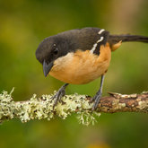 Southern Boubou at Felicita Farm